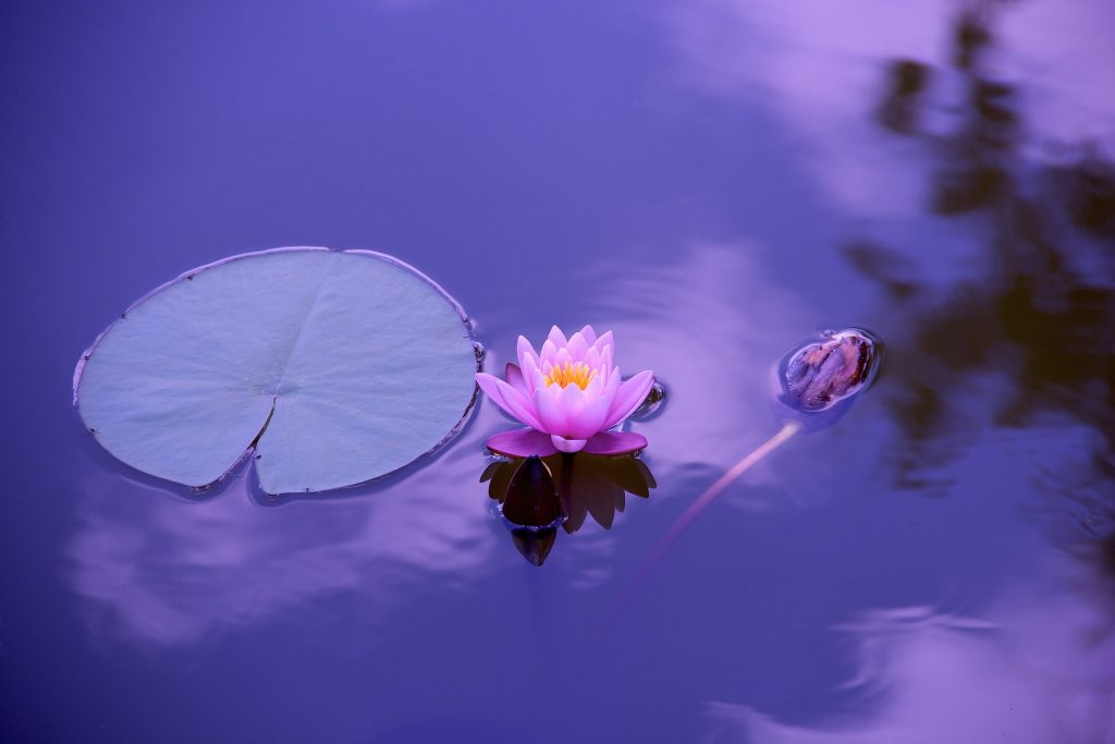 yoga lotus