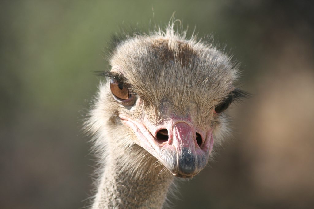struisvogel